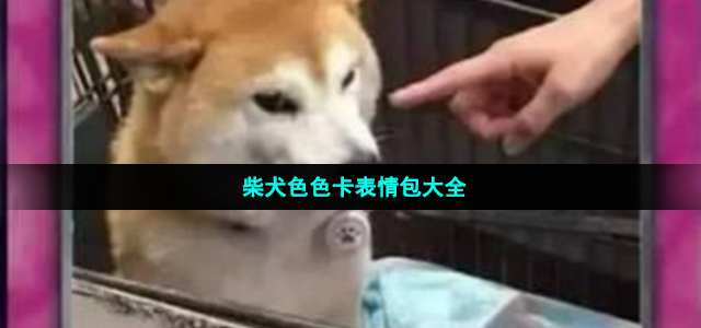 柴犬色色卡表情包大全