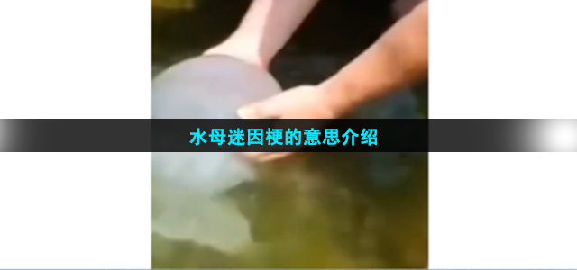 水母迷因梗的意思介绍