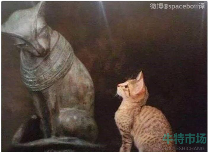 地球猫猫教梗的意思介绍