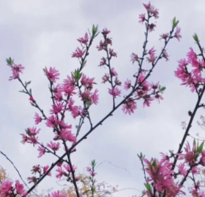 《抖音》每年桃花开的时候梗的意思介绍