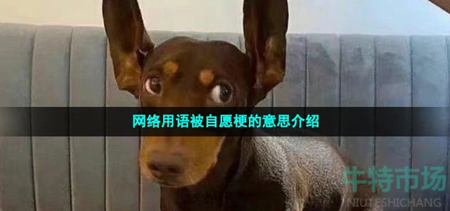 网络用语被自愿梗的意思介绍