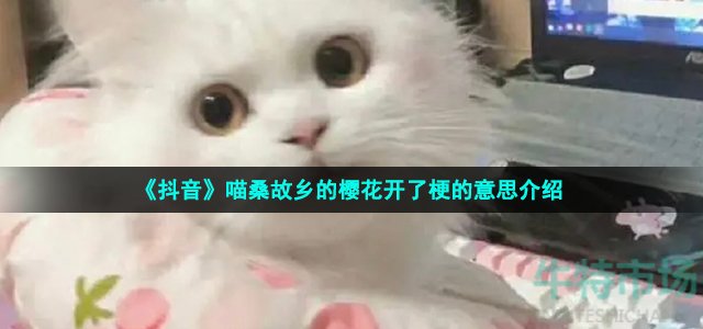 《抖音》喵桑故乡的樱花开了梗的意思介绍