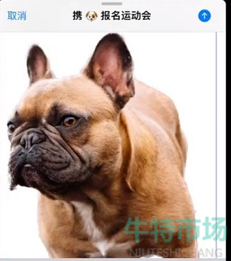 iOS16一键抠图方法介绍