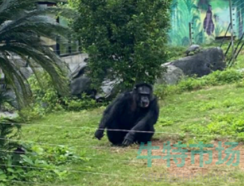 《抖音》南宁动物园丢那猩梗的意思介绍