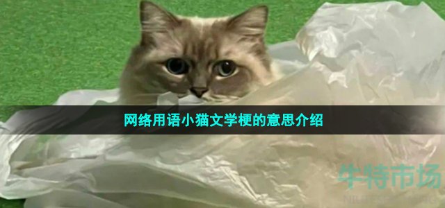 网络用语小猫文学梗的意思介绍