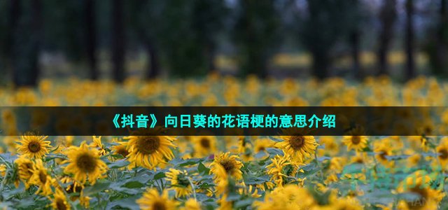 《抖音》向日葵的花语梗的意思介绍