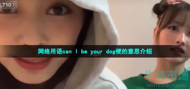 网络用语can I be your dog梗的意思介绍