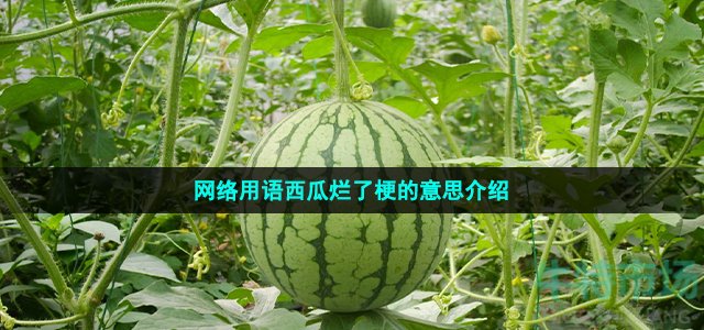 网络用语西瓜烂了梗的意思介绍