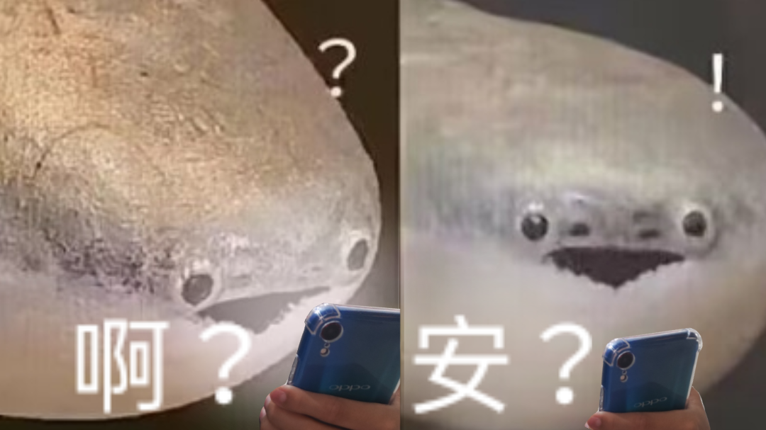 《抖音》萨卡班甲鱼歌曲介绍
