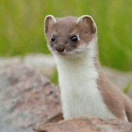 黄狼tv手机软件app