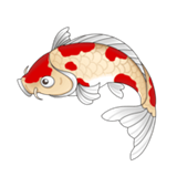 锦鲤视频无限版手机软件app