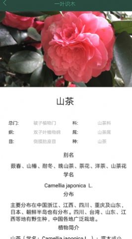一叶识木截图