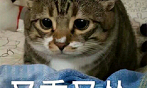 《冰原守卫者》铁铁们，我大肥鹅又来啦！