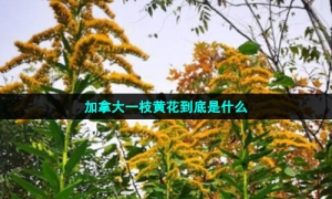 加拿大一枝黄花到底是什么