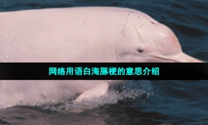网络用语白海豚梗的意思介绍