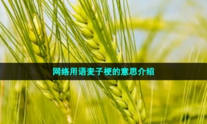 网络用语麦子梗的意思介绍