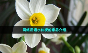 网络用语水仙梗的意思介绍