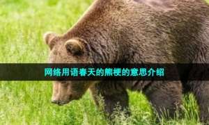 网络用语春天的熊梗的意思介绍