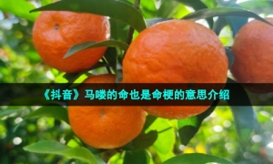 《抖音》马喽的命也是命梗的意思介绍