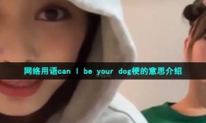 网络用语can I be your dog梗的意思介绍