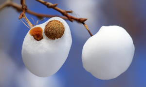 《抖音》雪distance梗的意思介绍