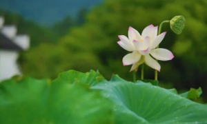 《支付宝》蚂蚁庄园2023年4月23日每日一题答案（2）