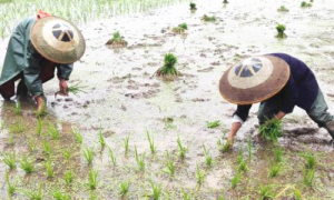 《支付宝》蚂蚁庄园2023年5月6日每日一题答案（2）