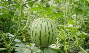 网络用语西瓜烂了梗的意思介绍