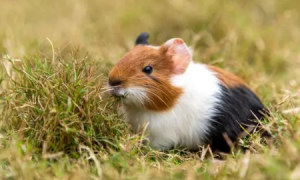 《支付宝》蚂蚁庄园2023年5月7日每日一题答案（2）