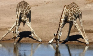 《支付宝》蚂蚁庄园2023年5月17日每日一题答案（2）