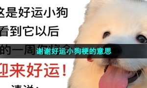 《抖音》谢谢好运小狗梗的意思介绍