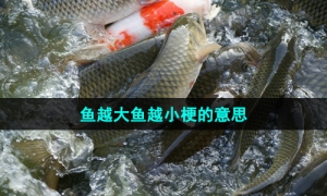 《抖音》鱼越大鱼越小梗的意思介绍