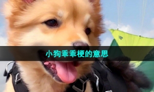 《抖音》小狗乖乖梗的意思介绍