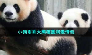 《抖音》小狗乖乖大熊猫圆润表情包分享