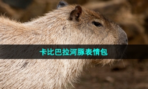 《抖音》卡比巴拉河豚表情包分享